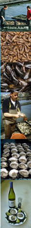 Zeeuws Oesters